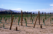Agriculture, Australia, Fruit, Grape, Grapes, Vine, vines, vineyard, vineyards, grapevine, grapevines, grape vine, grape vines, vitis, industry, wine, wine industry, rural, rural scene, rural scenes, new zealand, nz, cromwell.