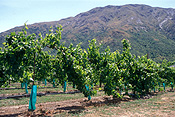Agriculture, Australia, Fruit, Grape, Grapes, Vine, vines, vineyard, vineyards, grapevine, grapevines, grape vine, grape vines, vitis, industry, wine, wine industry, rural, rural scene, rural scenes, new zealand, nz, cromwell.