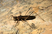 Insect, insects, hemiptera, assassin, assassin bug, assassin bugs, bug, bugs, kissing bug, kissing bugs, conenose, conenoses.