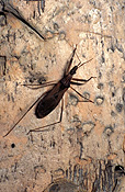 Insect, insects, hemiptera, assassin, assassin bug, assassin bugs, bug, bugs, kissing bug, kissing bugs, conenose, conenoses.