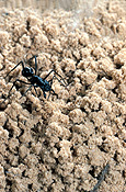 Insect, Insects, Arthropod, Arthropods, insecta, ant, ants, black ant, black ants, sand.
