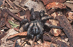 Arachnid, Arachnids, spider, spiders, funnelweb, funnelwebs, funnel web, funnel webs, funnel-web, funnel-webs, funnelweb spider, funnelweb spiders, funnel web spider, funnel web spiders, funnel-web spider, funnel-web spiders, Atrax, Atrax robustus, deadly, deadly spider, deadly spiders, danger, dangerous, dangerous spider, dangerous spiders, poisonous, poisonous spider, poisonous spiders, venemous, venomous spiders, venomous spiders, Dipluridae, sydney funnelweb spider, sydney funnelweb spiders, sydney funnel web spider, sydney funnel web spiders, sydney funnel-web spider, sydney funnel-web spiders, australia, new South Wales, nsw.