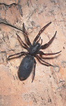 Spider, Spiders, Arachnid, Arachnids, Arachnida, white-tailed spiders, white tailed spiders, sac spiders, dangerous spiders, poisonous spiders.