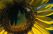 Sunflowers, Photos of Sunflowers, Flowers growing, Helianthus annuus, Yellow flowers, Garden flowers, Floral images, Flower pictures, Nature.
