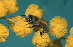 Insect, Insects, bee, bees, honey bee, Honey bees, apis, honey, Apis mellifera, honeybee, honeybees, native honeybee, native honeybees, native honey bee, native honey bees, acacia, acacias, wattle, mimosa, acacia tree, acacia trees, flower, flowers, yellow, yellow flower, yellow flowres.