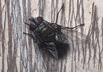 Insect, Insects, Arthropod, Arthropods, insecta, fly, flies, diptera.