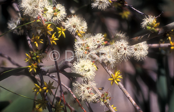 stock photo image: Flower, flowers, little sally, little sallee, eucalyptus, moorei, eucalyptus moorei, gum, gum tree, gum trees, tree, trees, eucalyptus tree, eucalyptus trees, myrtaceae.