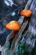Fungus, fungi, tree fungus, tree fungi, toadstool, toadstools.