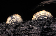 Fungi, fungus, tree fungi, tree fungus, tree, trees, australia.