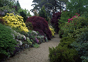 Garden, gardens, Australia, New South Wales, blue mountains, great dividing range, footpath, footpaths, path, paths, pathway, pathways, gravel, lindfield, mt wilson, mount wilson, blue mountains, great dividing range.
