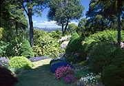 Australia, garden, gardens, Australia, New South Wales, blue mountains, great dividing range, tree, trees.