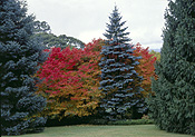 Australia, New South Wales, blue mountains, great dividing range, lindfield, tree, trees, fir, fir tree, fir trees, autumn, autumn foliage, garden, gardens, conifer, conifers.