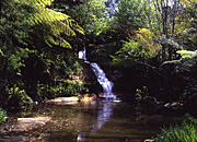 Australia, New South Wales, blue mountains, great dividing range, Leura, Leura Cascades, waterfall, waterfalls, forest, forests, rainforest, rainforests, fern, ferns, water, pond, ponds, creek, creeks, stream, streams, water, rock, rocks.