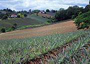 Australia, Qld, Queensland, Woombye, food, fruit, tropical fruit, pineapple, pineapples, agriculture, rural, rural scene, rural scenes, farm, farms, farming, farm land, farming land, pineapple farm, pineapple farms, sunshine coast, hill, hills.