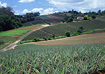 Australia, Qld, Queensland, Woombye, pineapple, pineapples, agriculture, rural, rural scene, rural scenes, farm, farms, farming, farm land, farming land, pineapple farm, pineapple farms, sunshine coast.
