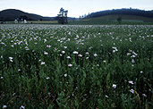 Australia, Tas, Tasmania, Tassie, Sheffield, poppy, poppies, opium, opium poppy, opium poppies, papaver, papaver somniferum, rural, rural scene, rural scenes, farming, farming land, farm land, agriculture.