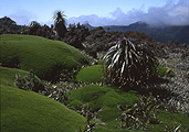 Australia, Tasmania, Tas, Tassie, National Park, National Parks, pandai, pandai shelf, mountain, mountains, mount anne, mt anne, south west national park.