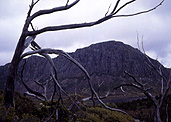 Australia, Tasmania, Tas, Tassie, National Park, National Parks, Walls of Jerusalem, Walls of Jerusalem National Park, tree, trees.