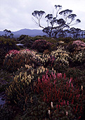 Australia, Tasmania, Tas, Tassie, National Park, National Parks, Walls of Jerusalem, Walls of Jerusalem National Park, wildflower, wildflowers, alpine scoparia, richea scoparia.