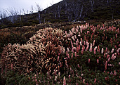Australia, Tasmania, Tas, Tassie, National Park, National Parks, Walls of Jerusalem, Walls of Jerusalem National Park, richea, richea scoparia, alpine scoparia, wildflowers, wildflower.