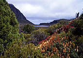 Australia, Tasmania, Tas, Tassie, Walls of Jerusalem, Walls of Jerusalem NP, Walls of Jerusalem National Park, National Park, National Parks, alpine scoparia, wildflowers, lake, lakes, water, DFF, DFFNATPKS.