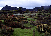 Australia, Tasmania, Tas, Tassie, Walls of Jerusalem, Walls of Jerusalem NP, Walls of Jerusalem National Park, National Park, National Parks, cushion plant, cushion plants, alpine scoparia, wildflower, wildflowers.