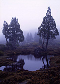 Australia, Tasmania, Tas, Tassie, National Park, National Parks, Walls of Jerusalem, Walls of Jerusalem National Park, tree, trees, tree, trees, water, lake, lakes.