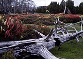 Australia, Tasmania, Tas, Tassie, National Park, National Parks, Walls of Jerusalem, Walls of Jerusalem National Park, wildflower, wildflowers, tree, trees, pine, pine tree, pine trees.