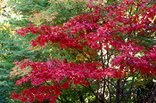 Autumn, Autumn leaves, leaves, autumn foliage, autumn tones, blue mountains, great dividing range, nsw, new South Wales, australia, tree, trees.