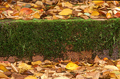 Australia, garden, gardens, step, steps, garden step, garden steps, moss, autumn, autumn scene, autumn scenes, autumn leaves, leaf, leaves.