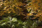 Australia, beech, beech tree, beech trees, autumn, autumn foliage, fern, ferns, tree fern, tree ferns.