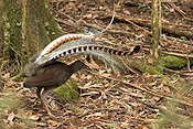 Australia, australian, australian bird, australian birds, bird, birds, lyre, lyre bird, lyre birds, lyrebird, lyrebirds, superb, superb lyrebird, superb lyrebirds, menuridae, menura, novaehollandiae, menura novaehollandiae, songbird, songbirds, lichen.