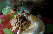 Marinelife, Marine life, Aquatic, Aquatic life, Sea life, Sealife, underwater, underwater scene, underwater scenes, Athropod, Arthropods, Invertebrate, Invertebrates, crab, crabs, crustacean, crustaceans.