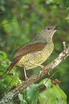 Animal, Animals, Bird, Birds, Bowerbird, bowerbirds, bower bird, Bower birds, satin bowerbird, satin bowerbirds, satin bower bird, satin bower birds, Ptilonorhynchus, ptilonorhynchus violaceus.