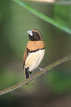 Animal, Animals, Bird, birds, Australia, Australian, Australian bird, australian birds, finch, finches, chestnut, chestnut finch, chestnut finches, barley bird, barley birds, barley, chestnut-breasted, chestnut-breasted mannikin, chestnut-breasted mannikins, mannikin, mannikins, lonchura, castaneothorax, lonchura castaneothorax.