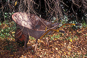 Australia, Autumn, Autumn leaves, leaves, autumn foliage, autumn tones, wheelbarrow, wheelbarrows, tools, gardening tools, barrow, barrows, autumn scene, autumn scenes.