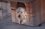 Animal, Animals, dog, dogs, kennel, kennels, dog kennel, dog kennels, mammal, mammals, placental mammal, placental mammals, carnivore, carnivores.