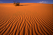 Australia, Australian, Australian desert, Australian deserts, Desert, deserts, desert scenes, simpson, simpson desert, australian outback, outback australia, DFF, DFFDESERTS, national park, national parks, simpson, remote, dry, ripple, ripples, sand, sand dune, sand dunes, dune, dunes, outback, vegetation.