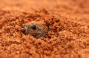 Animal, animals, frog, frogs, amphibian, amphibians, amphibia, Australia, australian, kunapalari, kunapalari frog, Kunapalari frogs, Neobacrachus kunapalari, neobacrachus, kunapalari, goldfields, WA, WEstern Australia, australian.