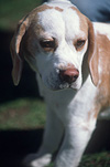 Animal, Animals, dog, dogs, mammal, mammals, placental mammal, placental mammals, carnivore, carnivores, pet, pets, puppy, puppies, young animal, young animals, baby animal, baby animals, cute animal, cute animals, domestic animal, domestic animals, domestic dog, domestic dogs.