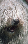 Farming, Farmland, farm, farms, Animal, Animals, Dog, Dogs, pet, pets, domestic dog, domestic dogs, pet, pets, sheep dog, sheep dogs, english sheep dog, english sheep dogs.