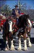 Animal, Animals, Horse, horses, draft, draft horse, draft horses, clydesdale, clydesdales, clydesdale horse, clydesdale horses, Sa, south australia, Australia, wagon, wagons, carnivale, adelaide.