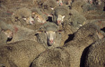 Farming, Farmland, farm, farms, livestock, animal, animals, sheep, meat industry, meat trade, SA, South Australia, australia, herd, herds, wool, Agriculture.