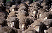 Farming, Farmland, farm, farms, livestock, animal, animals, sheep, meat industry, meat trade, Australia, SA, South Australia, Agriculture, herd, herds, sheep herd, sheep herds, herd of sheep, herds of sheep.