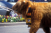 Australia, sa, south australia, football, football team, football teams, mascot, mascots, animal, animals, cows, cows, cattle, afl.