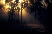 Australia, tas, tassie, tasmania, mood, mood scene, mood scenes, tree, trees, sunrise, sunrises, sunrises and sunsets.