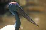 Animal, Animals, Bird, Birds, Australian bird, Australian birds, ciconiiformes, ciconiidae, jabiru, jabirus, stork, storks, black-necked, black-necked stork, black-necked storks, policeman-bird, policeman-birds, ephippiorhynchus, ephippiorhynchus asiaticus, asiaticus.