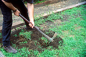 People, man, men, male, males, gardener, gardeners, gardening, garden, gardens, outdoors.