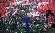 Flower, flowers, azaleas, azalea, pink, pink flower, pink flowers, letterbox, letterboxes, mail, mail box, mail boxes, blue mountains, great dividing range, nsw, new South Wales, australia, communication.