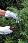 Garden, gardens, prune, prunes, pruning, gardening, gloves, garden gloves, gardening gloves, secateurs, gardening tools.